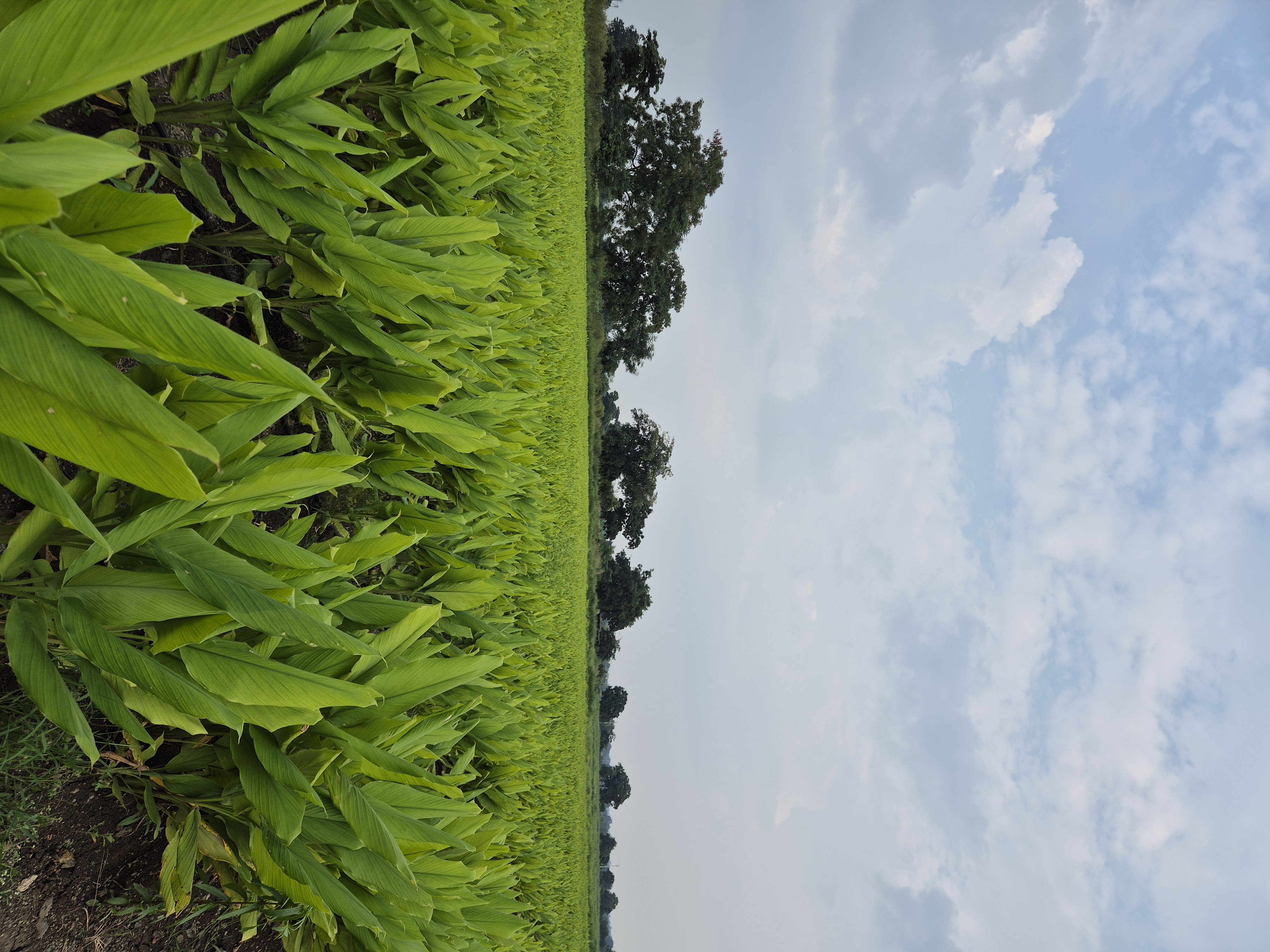 Varnini turmeric farm in Amravati